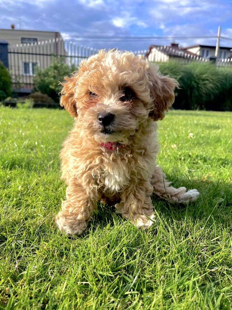 Poochon Bichpoo Maltipoo Pudel Bischon Frise