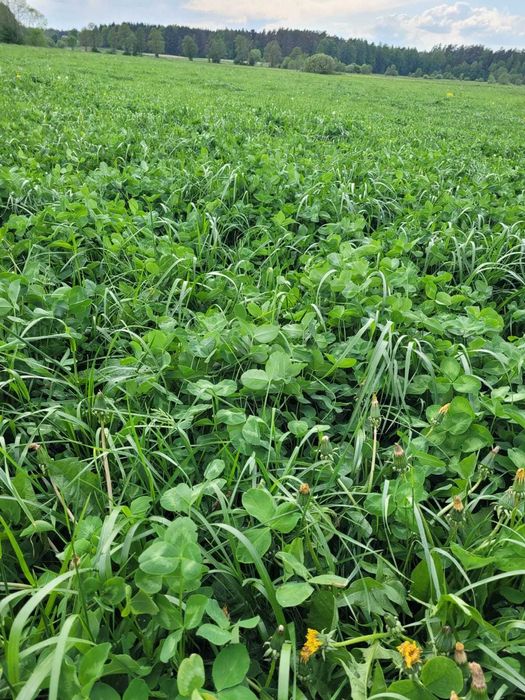 Bele sianokiszonka z traw gruntowych koniczyna lucerna