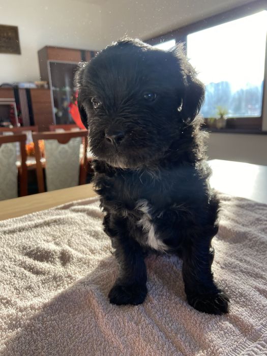 Pinczery pieski do oddania w dobre rece