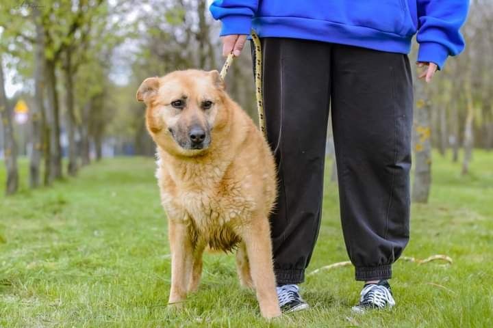 Ta piękna sunia miała tylko 2 lata jak trafiła do schroniska...