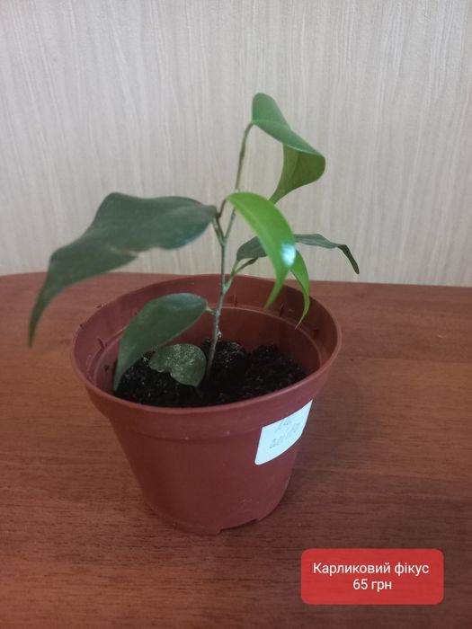 Фікус, каланхоє, сансев'єрія та інші вазони