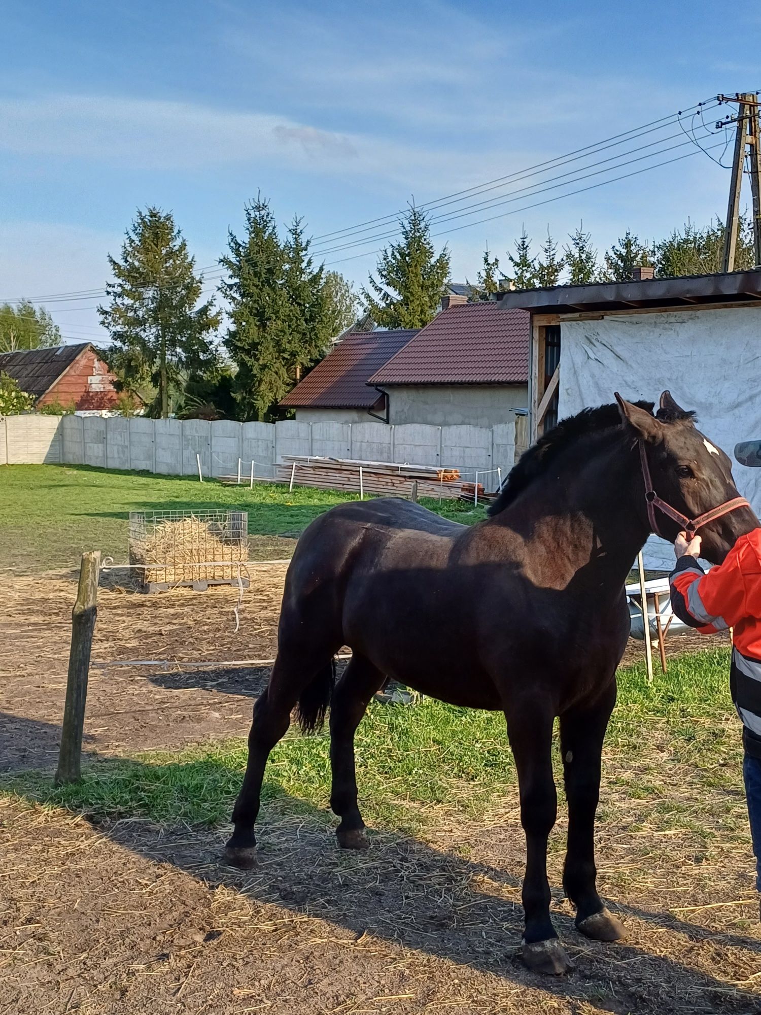 Zimnokrwista źrebica kara