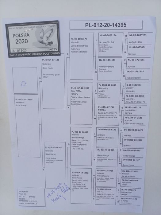 Gołębie pocztowe