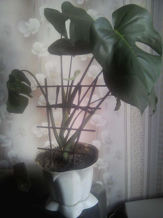 Продам монстеру.