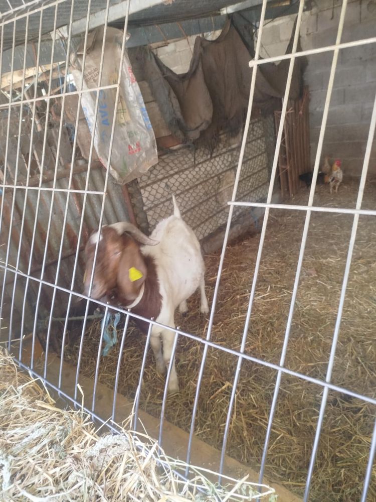 Macho boer       .