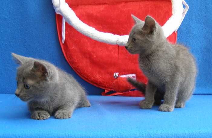 Kot Rosyjski Niebieski