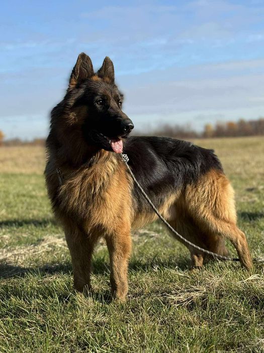 Kolins roczny owczarek niemiecki długowłosy do adopcji