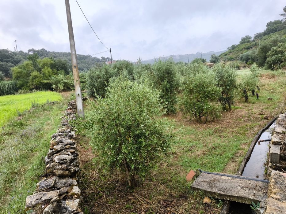 Olival Terra regadio c furo "Nabão" Ribeira