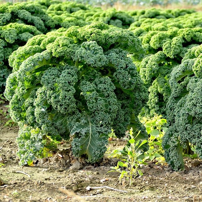 Насіння капусти кейл (кале)