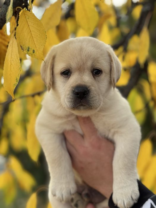Гарнесенькі хлопчики , з документами і вакциною