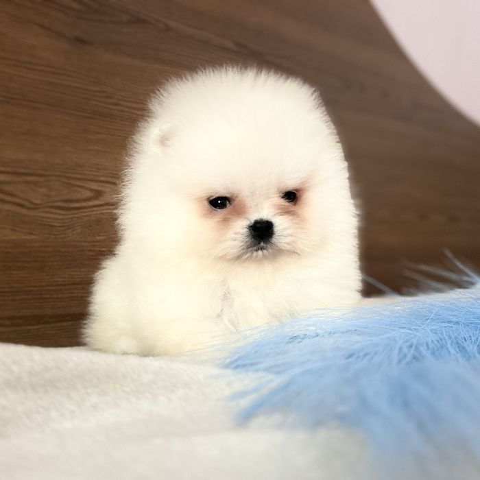 Міні хлопчик шоу классу