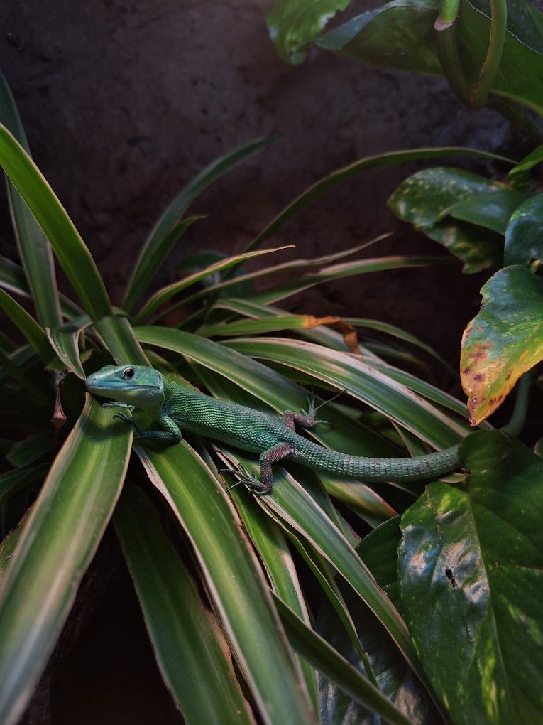 Gastropholis prasina gekon lamparci orzesiony