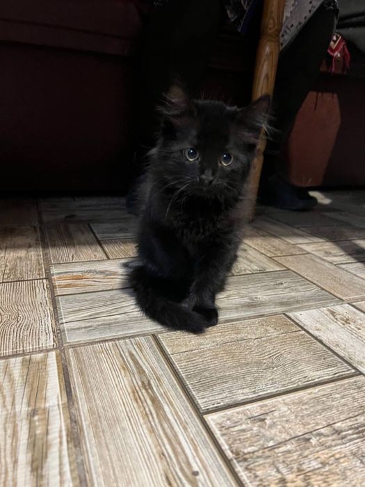 Віддам кошеняток, дуже грайливі та лагідні!