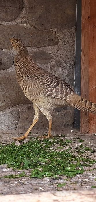 Sprzedam samice bażanta tegoroczną