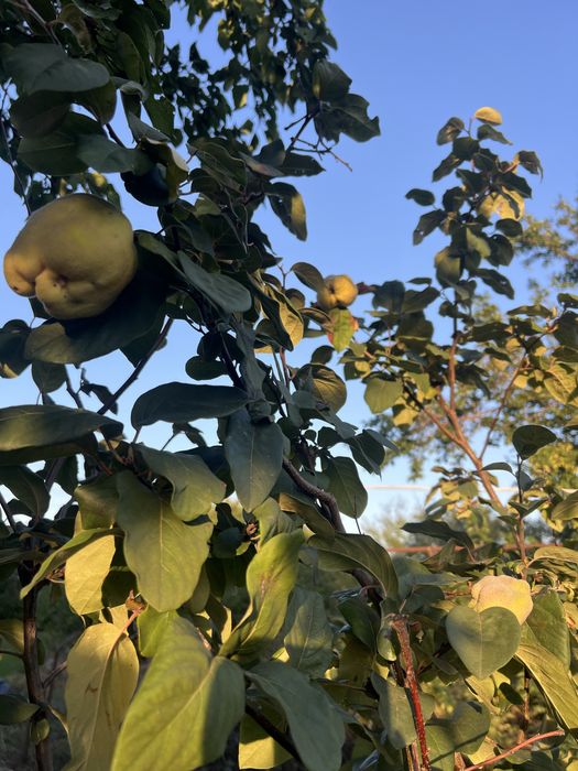 Продам дачу ст.Лесная Поляна