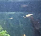 Peixes Guppys Bebes e grandes variados para dar