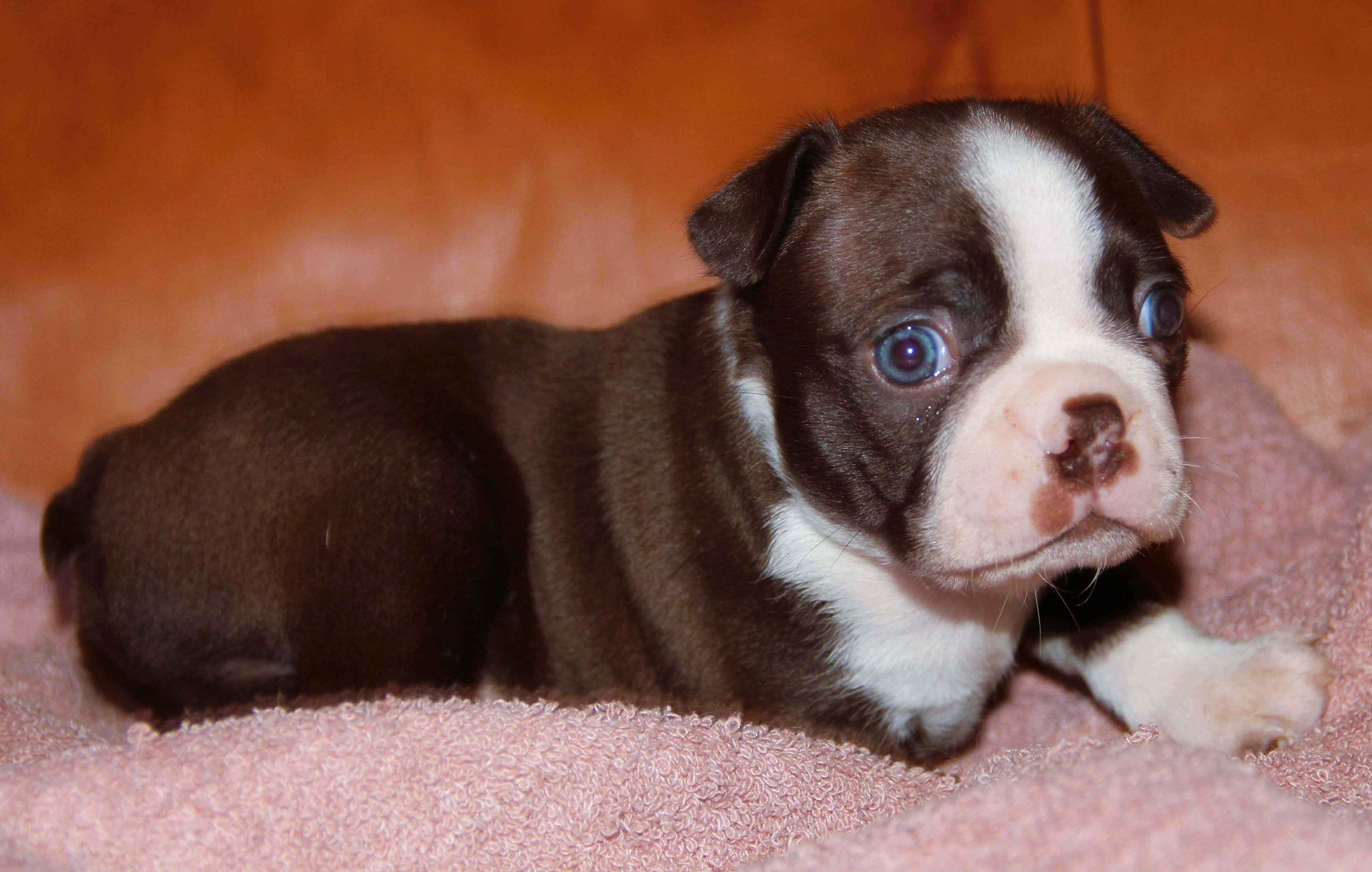 Boston Terrier color