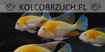 Kopik Heckela ALBINOS - Acarichthys - Kropik - Ziemiojad - dowóz