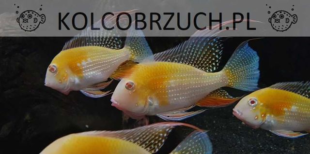 Kopik Heckela ALBINOS - Acarichthys - Kropik - Ziemiojad - dowóz