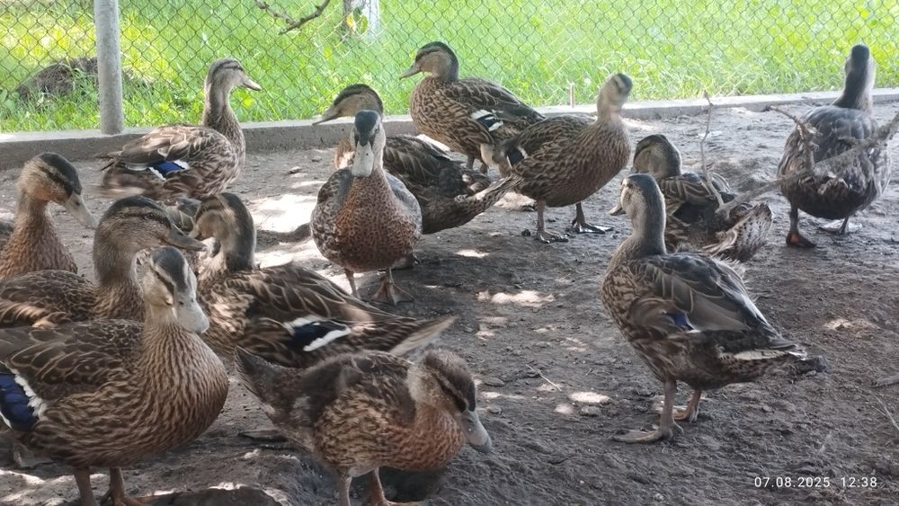 Підсадна качка, кряква