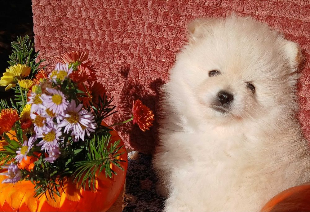 Suczka, typ misia, zadbana, info instagram