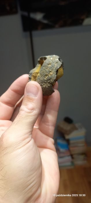 Minerały skamieniałości konkrecja limonitowa