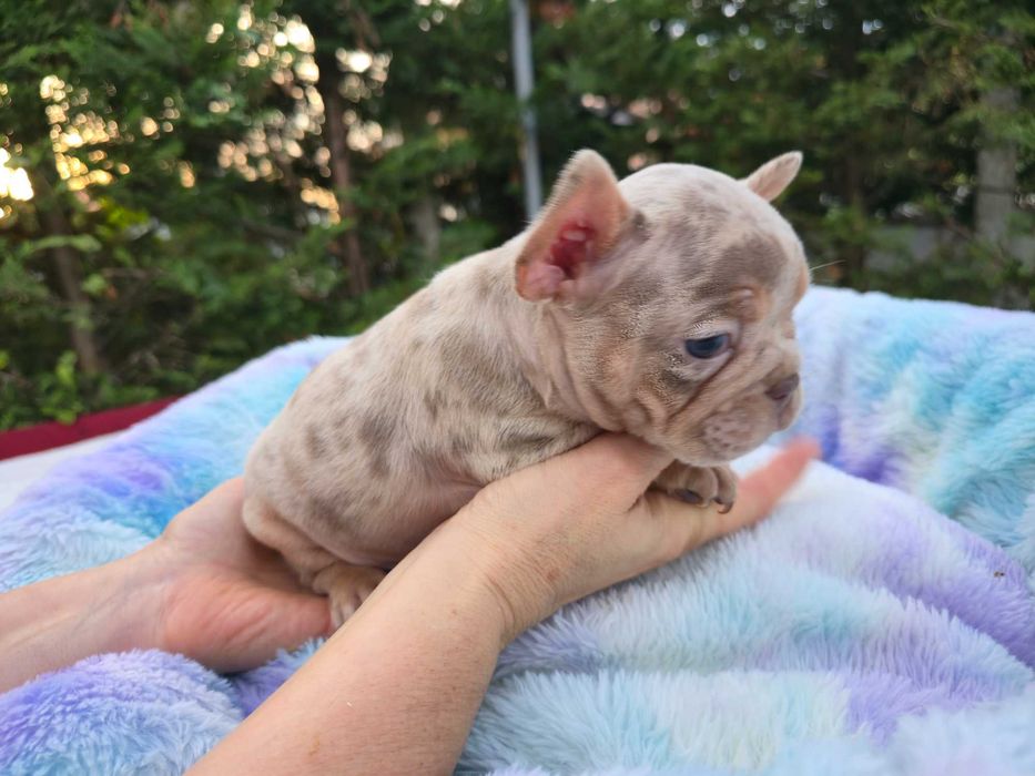 Buldogue Francês isabella merle top