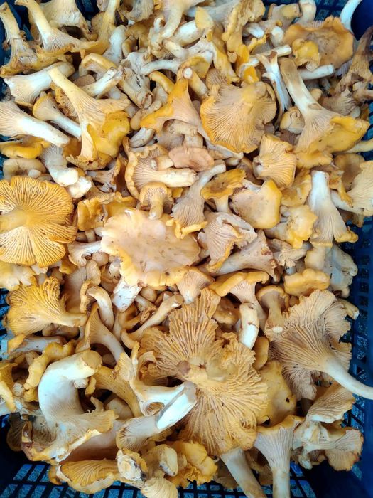 Лисички гриби, свіжі та по замовленню