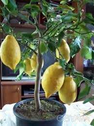 Продам саженци лимона мандарина апельсина кумквата