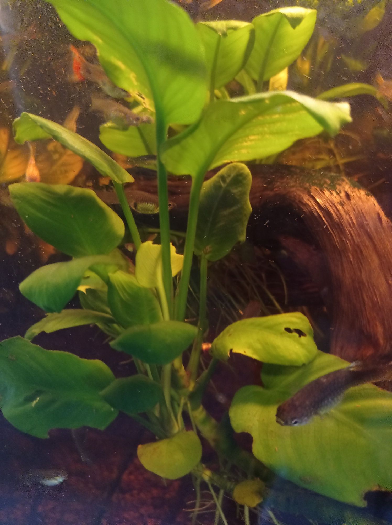 Planta aquario Anubias 1 pé