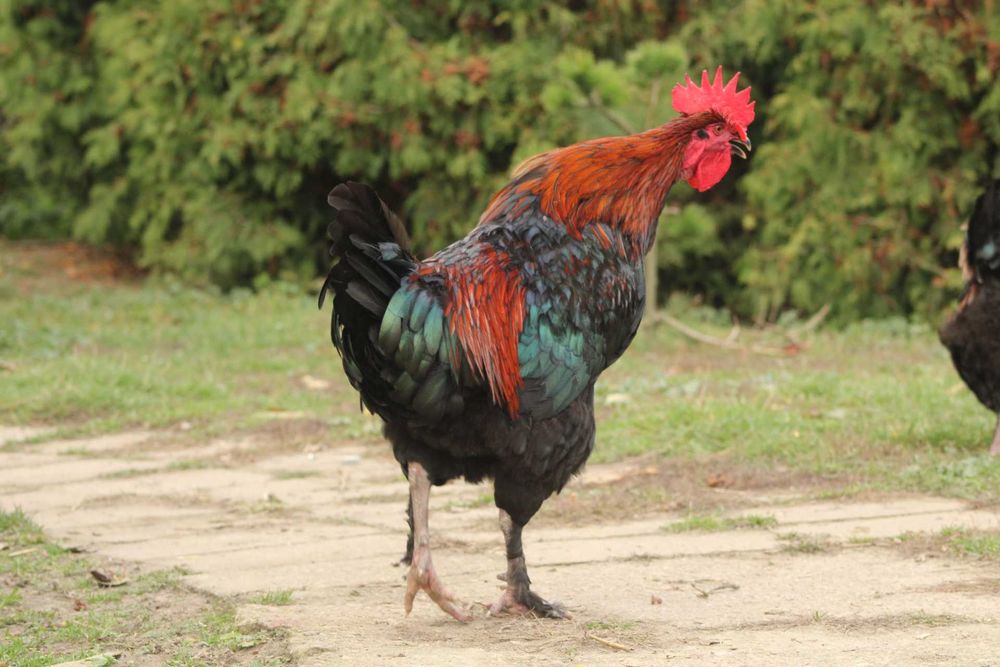Koguty marans koguty araucana