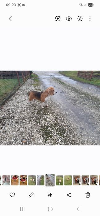 Suczka Beagle Tricolor