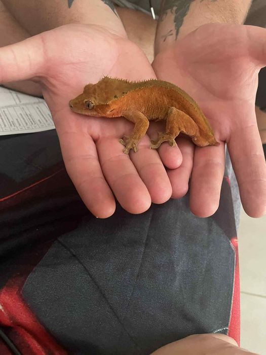 Gekon orzęsiony, samiec Red Dalmatian