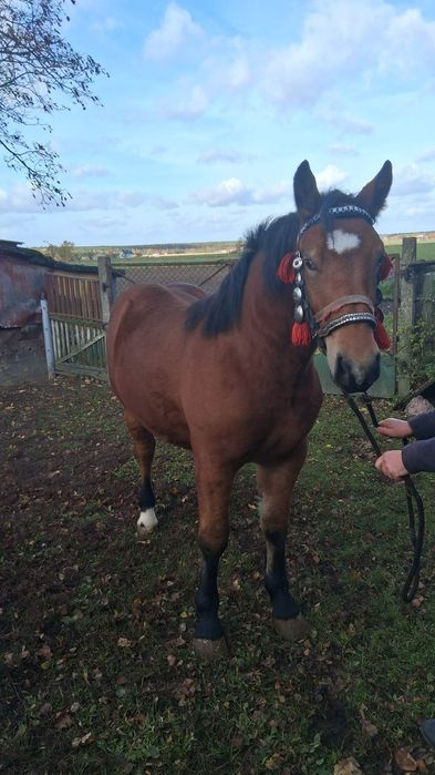 Ogier zimnokrwisty 1 rok