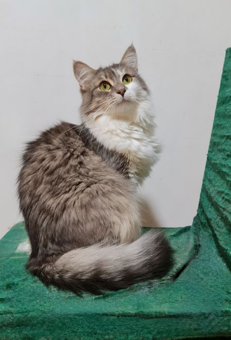 Пухнаста киця молоденька