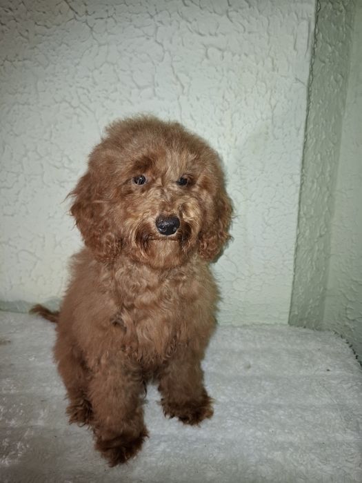 Пуделя мальчики 6 месяцев.