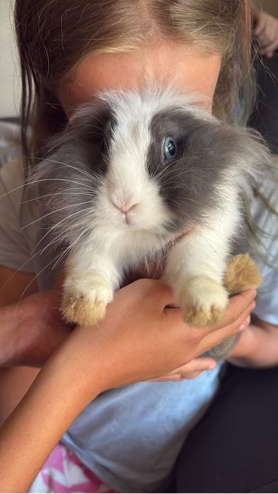 Teddy miniaturka