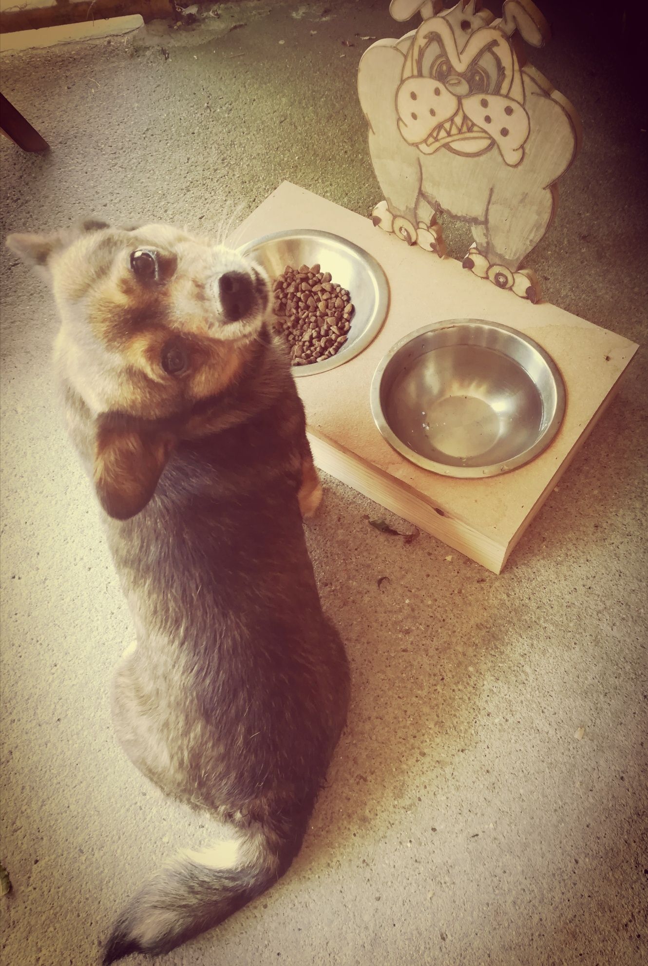 Comedouro cão / Gato