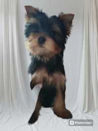 Yorkshire terrier zkwp fci