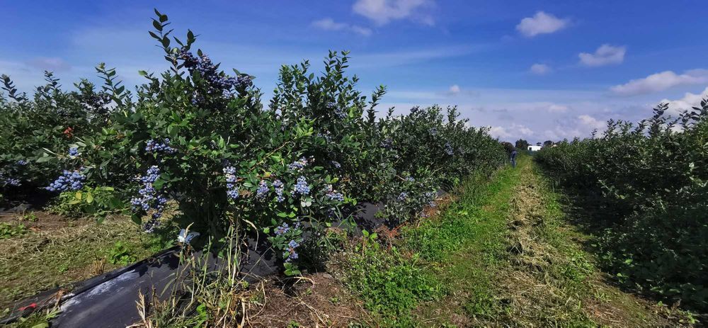 Borówka amerykańska krzewy z plantacji,  borówki amerykańskie