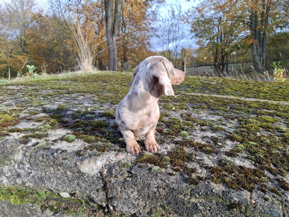 jamnik miniaturowy piesek