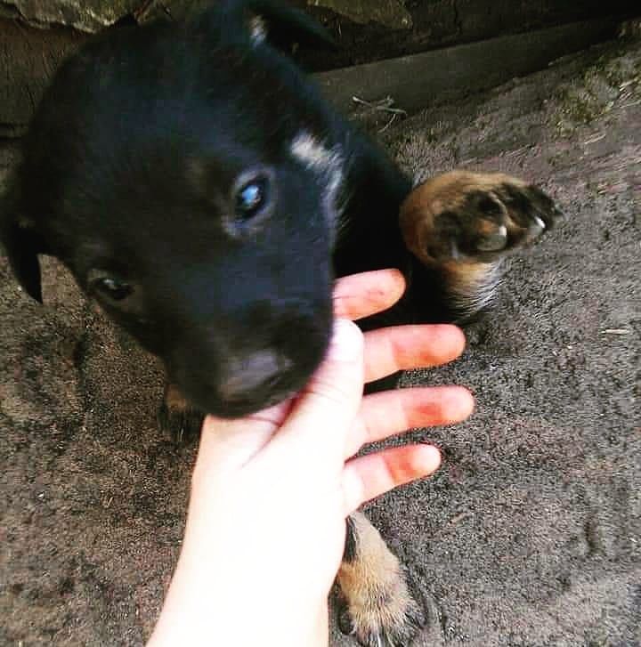 Подарую класних цуциків