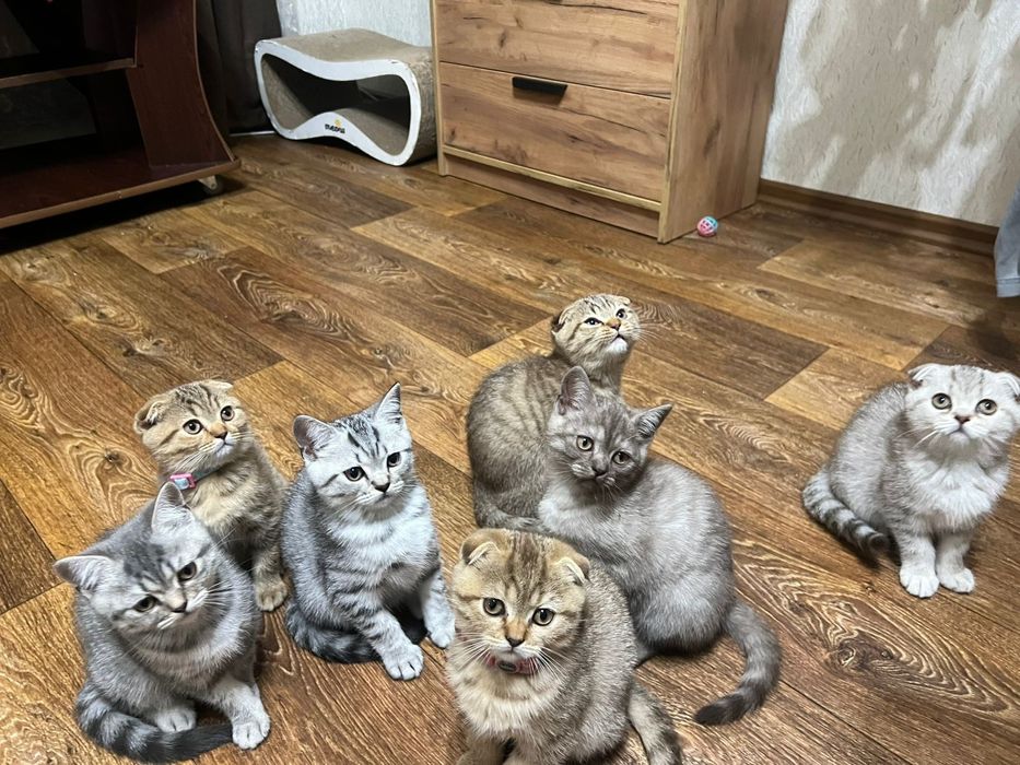 Шотландські кошенята