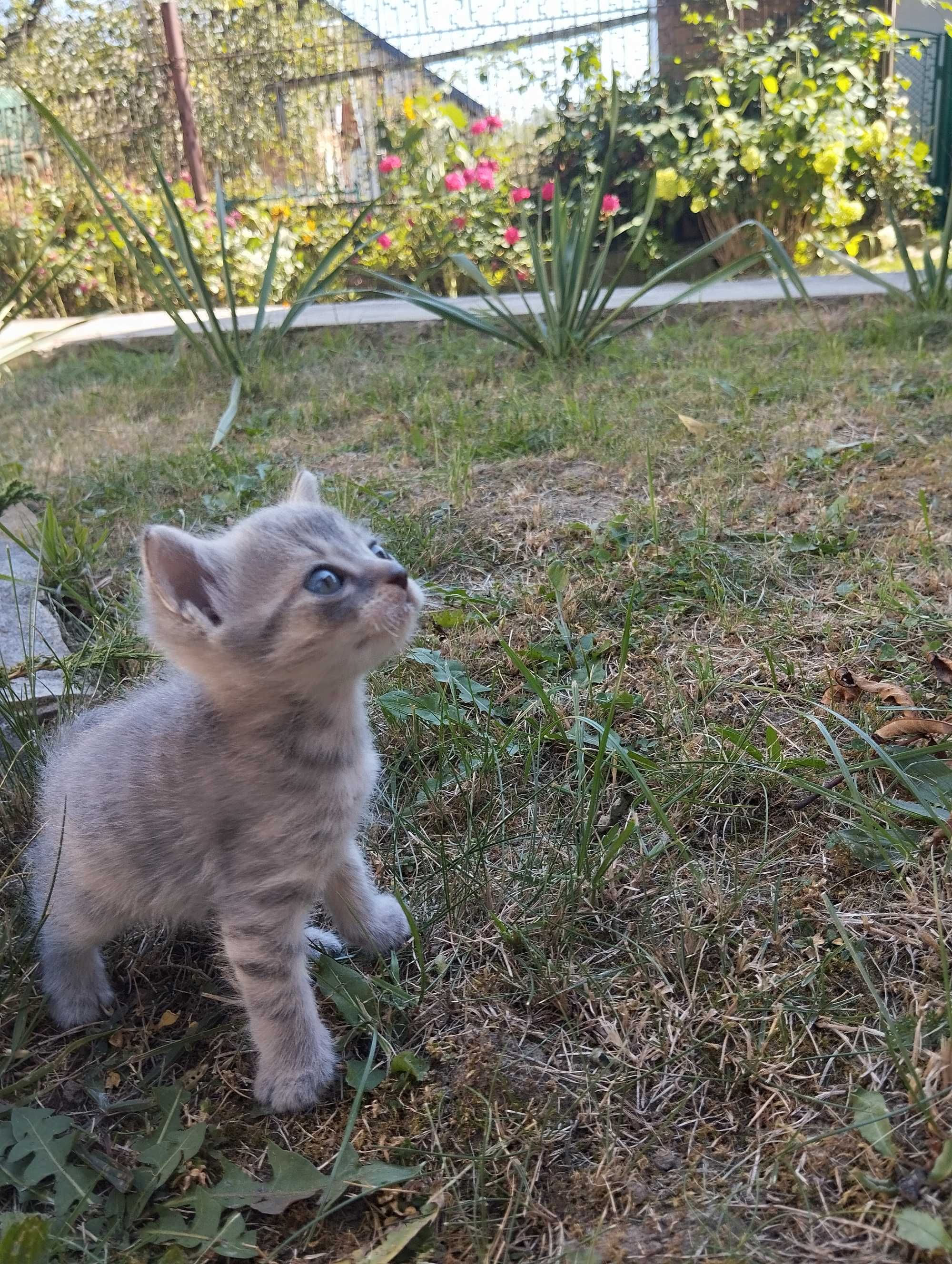 Коти Домашні тварини