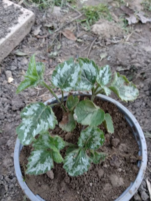 Jasnota gajowiec 2 sadzonki