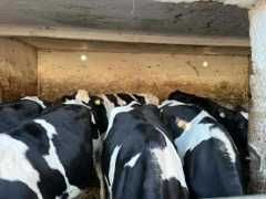 Jałówki wysokocielne