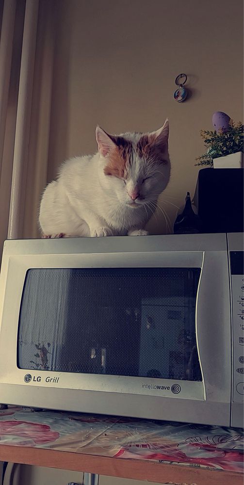 Oddam w dobre ręce kota.