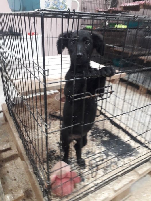 Віддаю в добрі руки