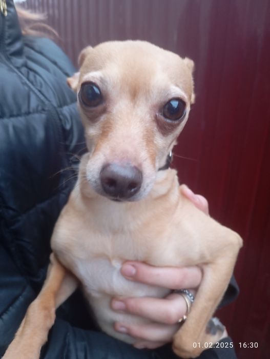 Хлопчик шукає дівчинку