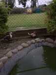 Kaczorek Karolinka i call duck